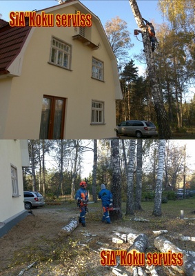 koku zāģēšana